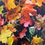 Běhoun – Podzim – Alexhandshop.cz